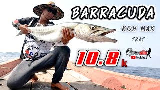 Fishing barracuda 10.8 โล | เกาะหมาก จ.ตราด สนใจติดต่อ 095-9699-566 คนตกหมึก - Fishing