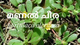 മണൽ ചീര / ഉപ്പ് ചീര | Purslane- richest vegetable source of omega 3 fatty Acid|Portulaca oleracea|