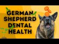 A Must Know Trick for Doggie Dental Health!!!