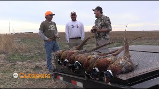 Hunting Pheasants and Bobwhites on the Kansas Prairie