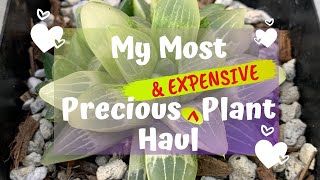My Most Precious (and expensive) Plant Haul To Date | Succulents Haul Part 2