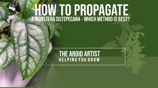 How to PROPAGATE A MONSTERA SILTEPECANA – 4 different ways