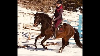 Mezcal 2010 Andalusian Cross Gelding for sale in Training March 2020