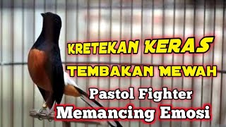 Kretekan keras dan Tembakan Murai Fighter Memancing Emosi Lawan 🔴@tlbentengkicau