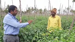 Kolar tomoto crop farmer opinion vegboost