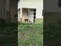 കാട്ടിലെ ഏറ്റവും അപകടകാരികൾ wild animals subscribe