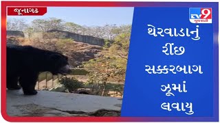 થેરવાડાનું રીંછ સક્કરબાગ ઝૂમાં |Tv9gujaratinews