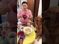 萌宠出道计划 记录真实生活 夫妻 金毛 funny goldenretrieverfun dogcomedy youtubeshorts pets ilovegoldenretr