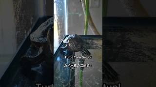 Turtle Tank!🎉🐢 カメ水槽はどうなってるんだ？🎉🐢