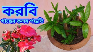 Oleander / করবি গাছের কলম পদ্ধতি / করবি গাছের কাটিং লাগানোর সহজ পদ্ধতি / করবি ডাল দিয়ে চারা তৈরি