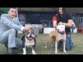 american bully vs real pitbull apbt real difference