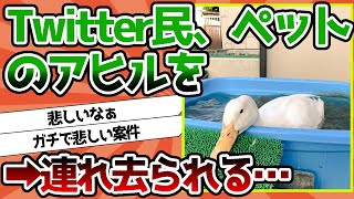 【2ch動物スレ】【悲報】Twitter民さん、ペットのアヒルを何者かに連れ去られてしまう