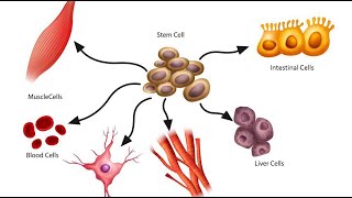 Stem cells Live lesson