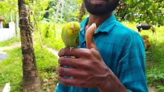 നല്ല ഇണക്കമുള്ള lovebird | Sandrive Bait