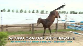 ACTION MAN HOF T ZOETENDAELE Z (Aktion Pur Z x Monte Bellini - Gelding - 2014)