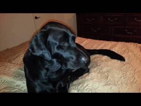 Dog with Idiopathic Head Tremors / Idiopathic Head Bobbing Dog with Idiopathic Head Tremors / Idiopathic Head Bobbing