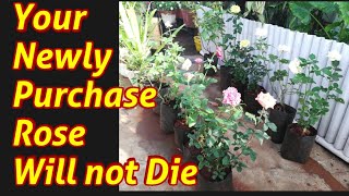 Nursery से नये ROSE लाने के बाद करने वाले जरूरी काम जिससे आपके ROSE नहीं मरेंगे