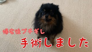 手術しました　ポメラニアン/多頭飼い/多頭飼いの暮らし