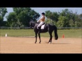 evie at goulburn dressage comp