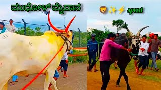 power full uk_terabandi bulls in mudhol ಮೈದಾನ ✨️⚡️@raceaddabagalkot5752 #nadekachbailgadasharyat