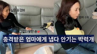 [몰카] 유기견 몰래 입양하고 걸렸을 때 엄마 찐반응ㅋㅋㅋ(등짝스매싱)