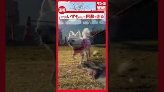 【速報】チワワ走る！【うちのわんこ】 #チワワ  #犬  #Chihuahua #shorts