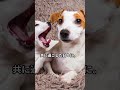 愛犬の終末期介護：心の準備とサポート方法 犬 犬のいる暮らし いぬのいる暮らし 多頭飼い