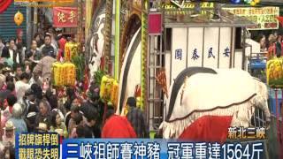 三峽祖師賽神豬 冠軍重達1564斤