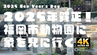 2025年賀正！福岡市動物園に象を見に行く