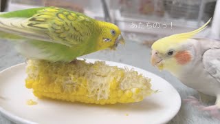 【大好物 とうもろこし】セキセイインコとオカメインコのもぐもぐタイム/Sekisei parakeet and cockatiel that eat corn