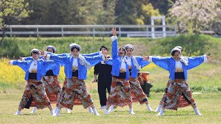 『東京よさこいなな丸隊』【練り歩き】2024川棚菜の花よさこい祭り