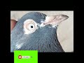 kamager teddy dubwalay kabotero ka shouk kary noman pigeon official subscribe my youtube channel