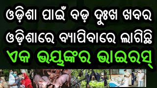 ଓଡ଼ିଶାରେ ବ୍ୟାପିବାରେ ଲାଗିଛି ଏକ ଭୟଙ୍କର ଭାଇରସ। ଭିଡିଓ ଦେଖି ସଚେତନ ହୁଅନ୍ତୁ ଆଉ ଲୋକଙ୍କୁ ସଚେତନ କରନ୍ତୁ