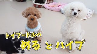 トイプードルの”める”と”ハイプ”　🐶ひみつきちなう！#2🐶  (チワワ マルプー ビションフリーゼ マルチーズ) 2020年11月26日