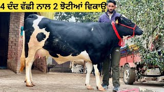 4 ਦੰਦ ਵੱਛੀ ਨਾਲ 2 ਝੋਟੀਆਂ ਵਿਕਾਊ 14kg ਮਿਲਕ ਤੇ 17kg ਵਾਲੀ ਰੇਟ ਜ਼ਮਾਂ ਜਾਈਜ਼!! 3 animal's available||