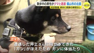 「遭遇するやいなや、走って向かってきた」クマ出没情報のない町で散歩中の男性とイヌにクマが突進　柴犬の「ガン」が足にけが