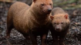 Interesting facts about Bush Dog by weird square