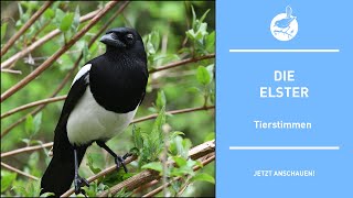 Vogelstimmen: Die Elster - Magpie - Pica pica (4k)