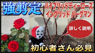 【強剪定】詳しく説明😊ハイブリッドティーローズ  殿堂入りイングリッドバーグマン🌹✨