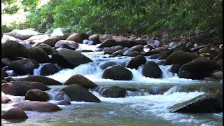 Nature relaxing in deep forest - easy sleep with white noise water flow #waterfall