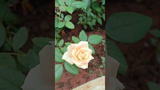 என் காலை பொழுதில் ❤️|My rose#support #shortsfeed #trending #viralshorts #mygardenmylove