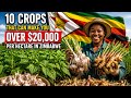 10 Crops That Can Make You Over $20,000 Per Hectare In Zimbabwe