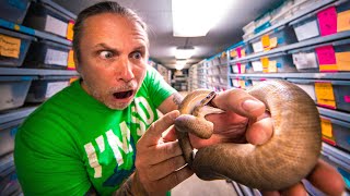 SNAKE BITE WHILE GETTING SNAKE EGGS!! | BRIAN BARCZYK