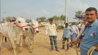 పెబ్బేరు సంతలో పెద్ద సైజులో ఉన్న ఆరుపల్ల ఒంగోలు కోడెల రేటు | Biggest Ongole Bulls prices in Pebbair