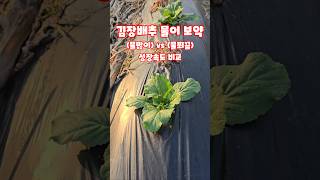 김장배추 물이 배추 성장에 미치는 영향 비교 스프링클러 주변 성장속도 #shorts