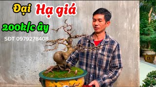 Nhà vườn Méo bonsai xả hàng cuối năm đại hạ giá 200 k/ cây-@Bayxunau