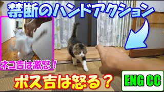 三毛ニャン激怒の禁断のハンドアクション、ボス猫にやったらどうなる？【Eng CC】