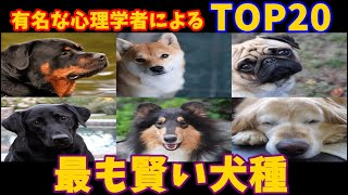 【動物/ワンコ】最も賢いと言われる犬種ランキングTOP20