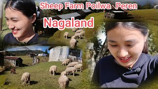 SHEEP FARM  POILWA PEREN, NAGALAND | NORTHEAST INDIA | WIZILIU