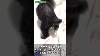 老犬のオムツ事情！？www Diaper situation #shorts